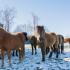 Equine Stem Cells Rein In Bacteria